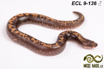 hadi na prodej, mládě, český chov hadů, odchov hadů, mojihadi.cz, Eryx columbrinus loveridgei, hroznýšek pestrý, Kenyan sand boa, striped,  het  Albino,het  Anery